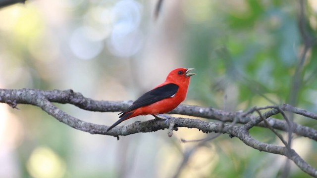 Scarlet Tanager - ML487885