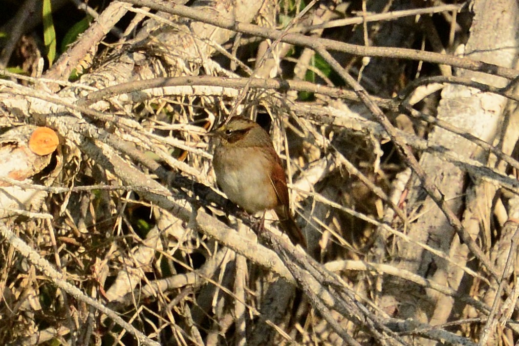 Swamp Sparrow - ML487886381