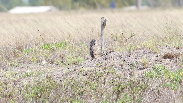 Burrowing Owl (Florida) - ML487896