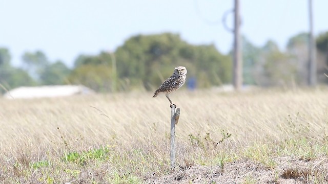 Burrowing Owl (Florida) - ML487897