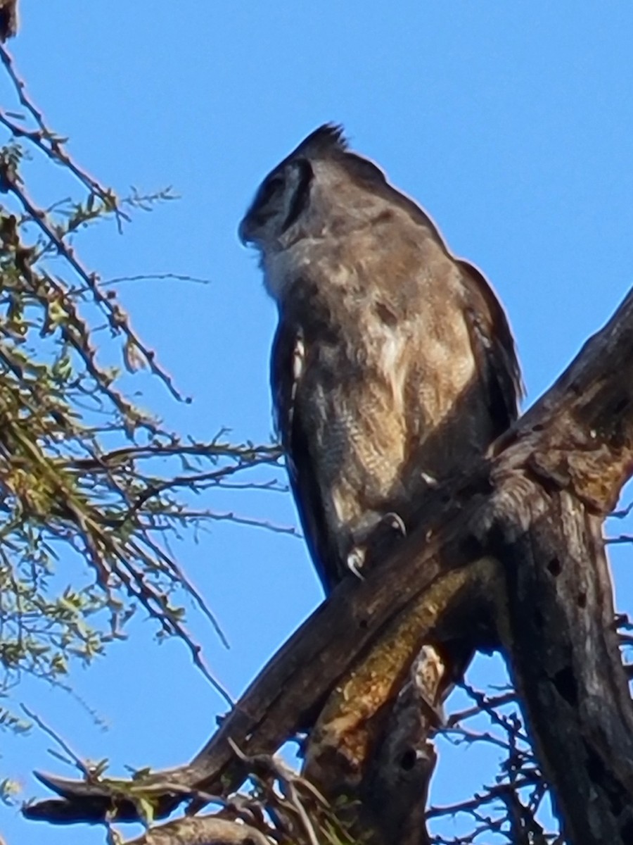 Verreaux's Eagle-Owl - ML487898351
