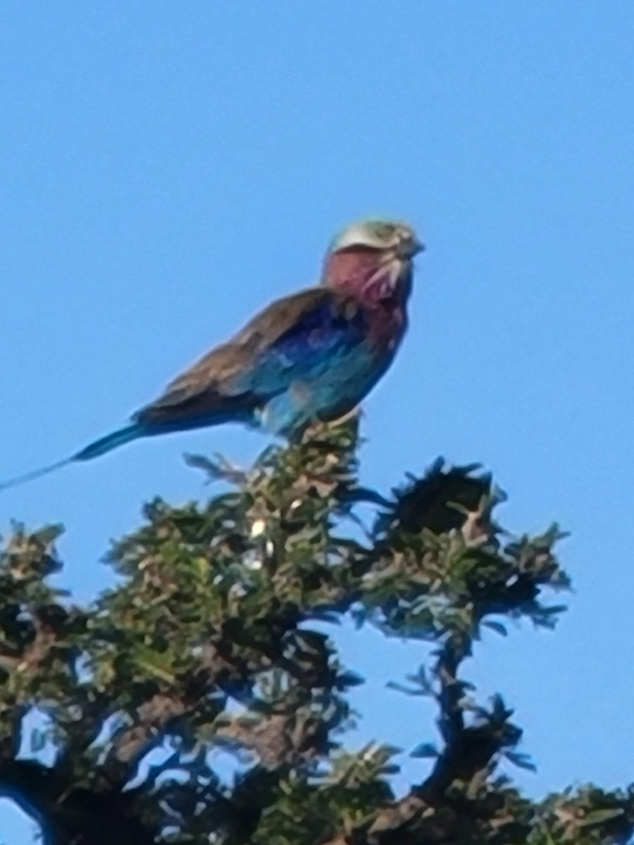 Lilac-breasted Roller - ML487898481