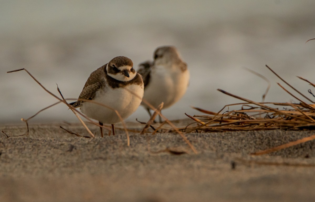 Semipalmated Plover - ML487901131