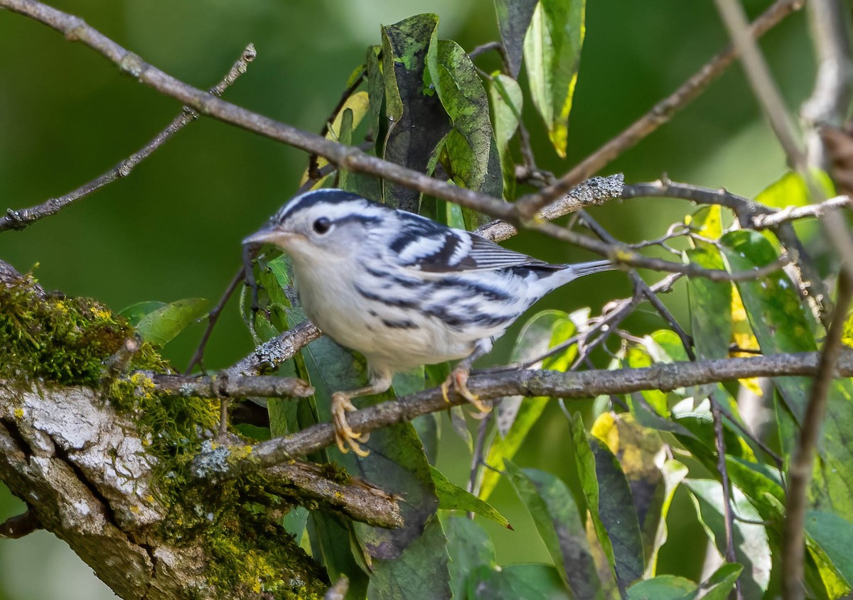 Black-and-white Warbler - ML487908091