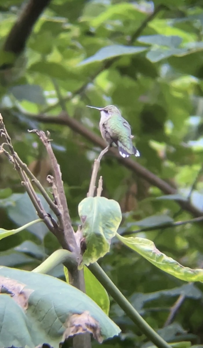 Ebird Checklist Sep Prospect Park Species