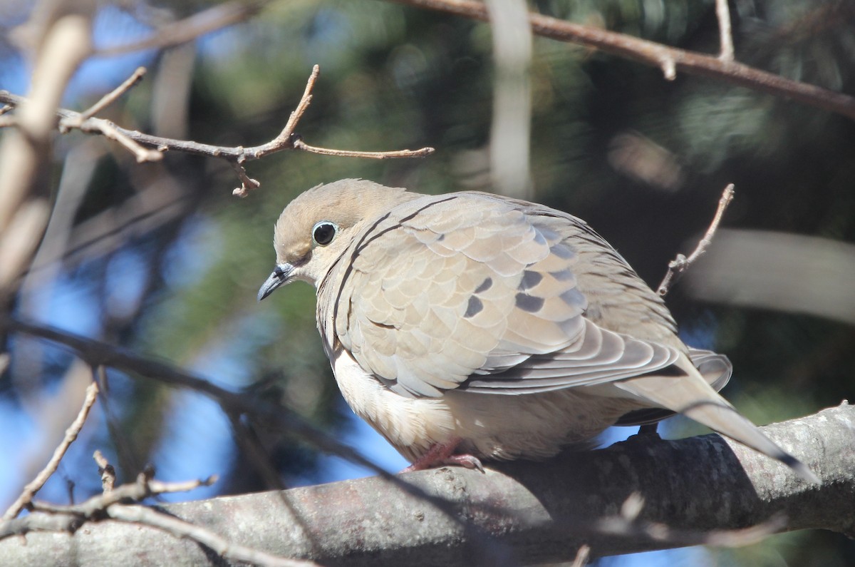 Mourning Dove - Dylan Pedro