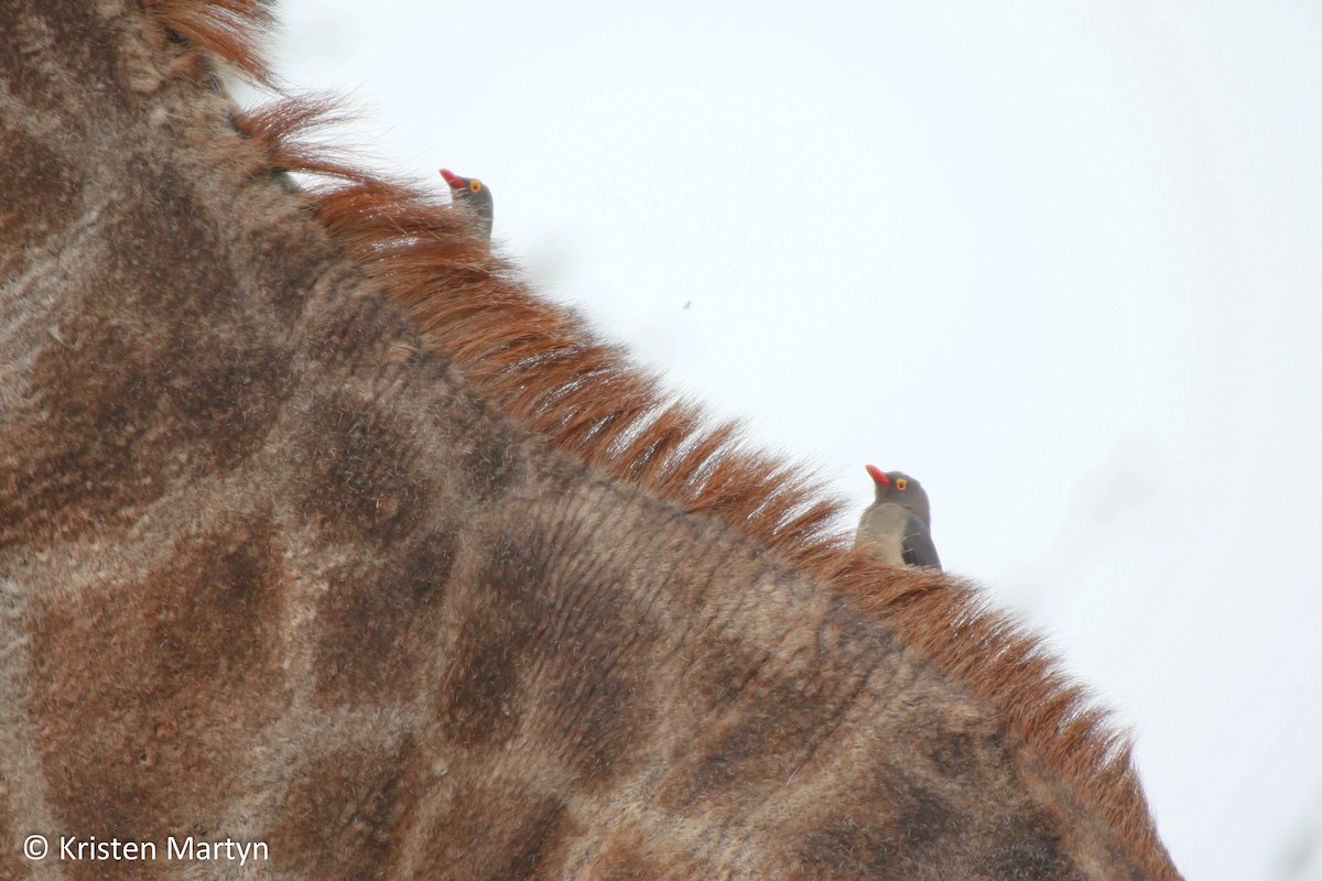 Red-billed Oxpecker - ML487916841