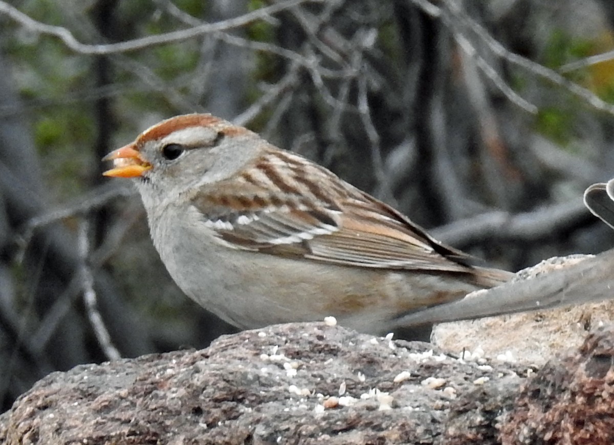 White-crowned Sparrow - Jim Scott