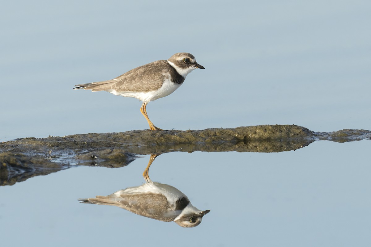 Semipalmated Plover - ML487918631