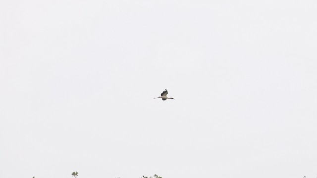 Wood Stork - ML487924
