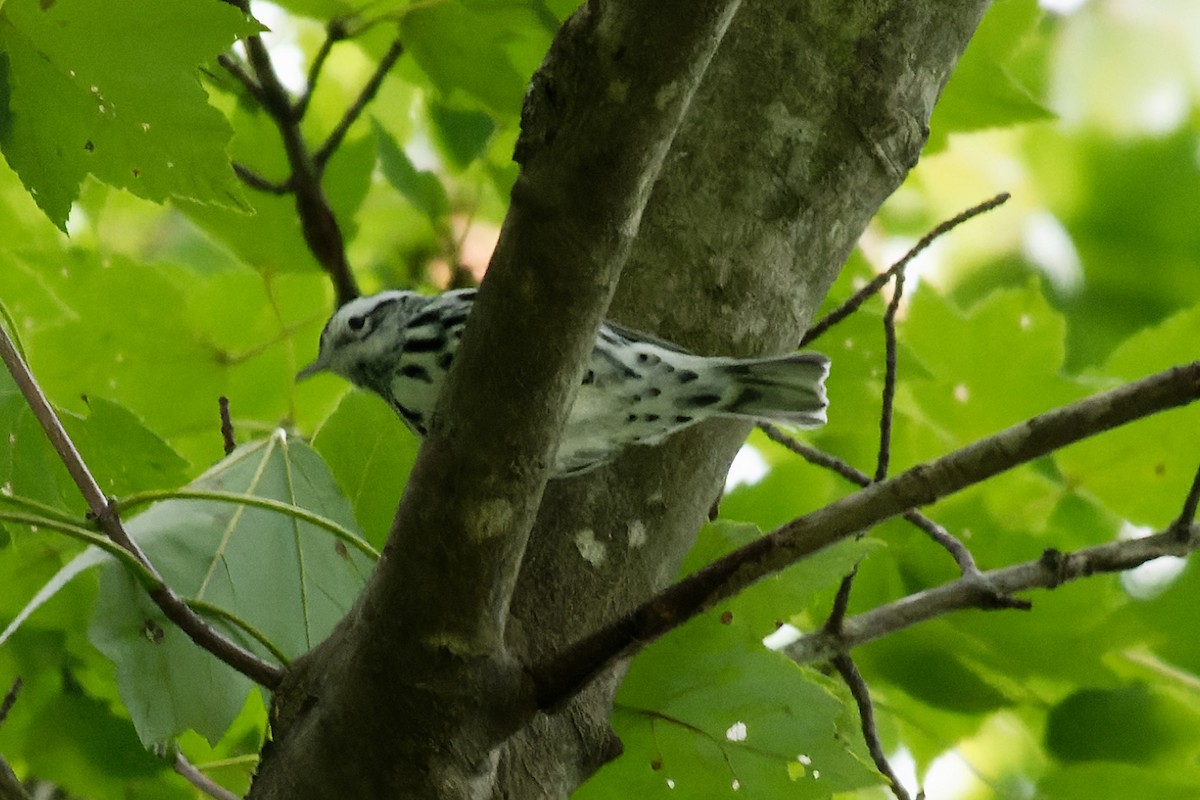 Black-and-white Warbler - ML487926811