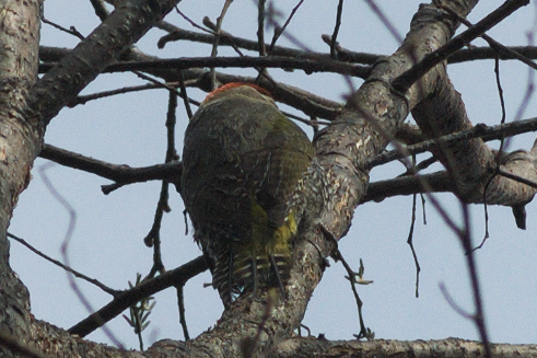 Scaly-bellied Woodpecker - ML48793471