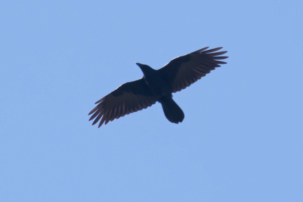 Common Raven - ML487937521