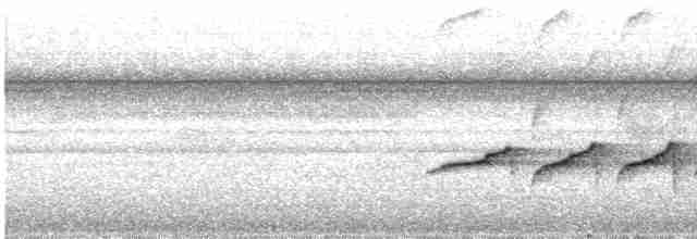 Braunweiß-Ameisenvogel - ML487954421