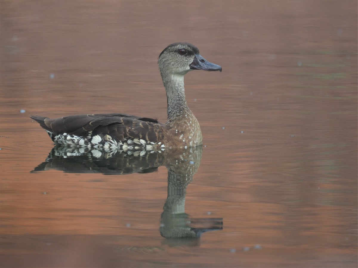 Spotted Whistling-Duck - ML487957061