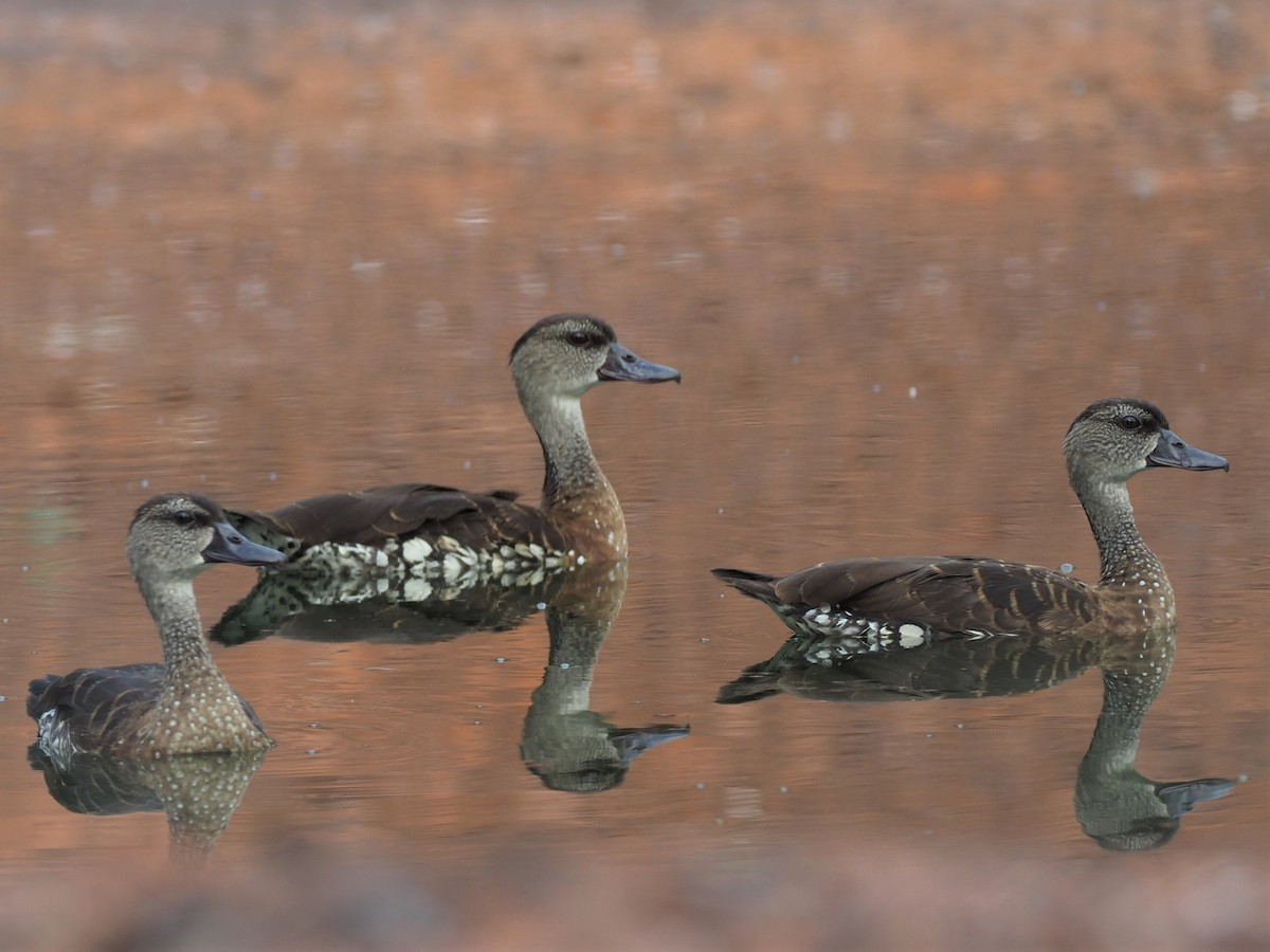 Spotted Whistling-Duck - ML487957081