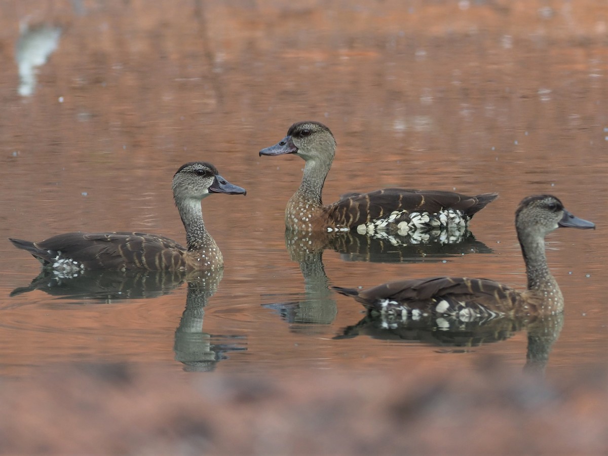 Spotted Whistling-Duck - ML487957091