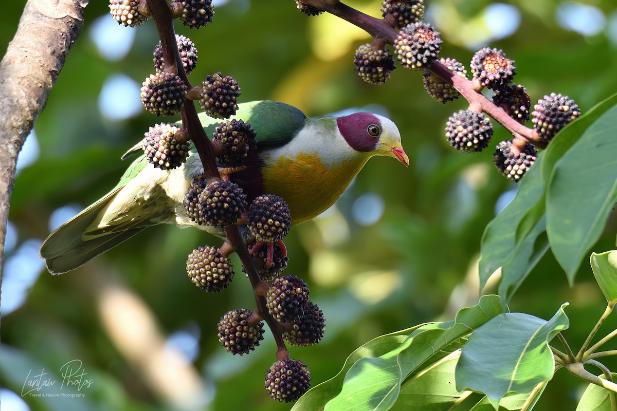 Yellow-breasted Fruit-Dove - ML487962901