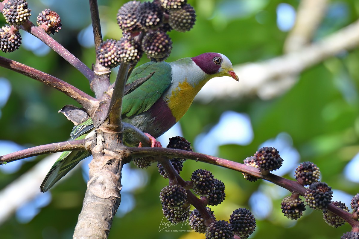 Yellow-breasted Fruit-Dove - ML487962911