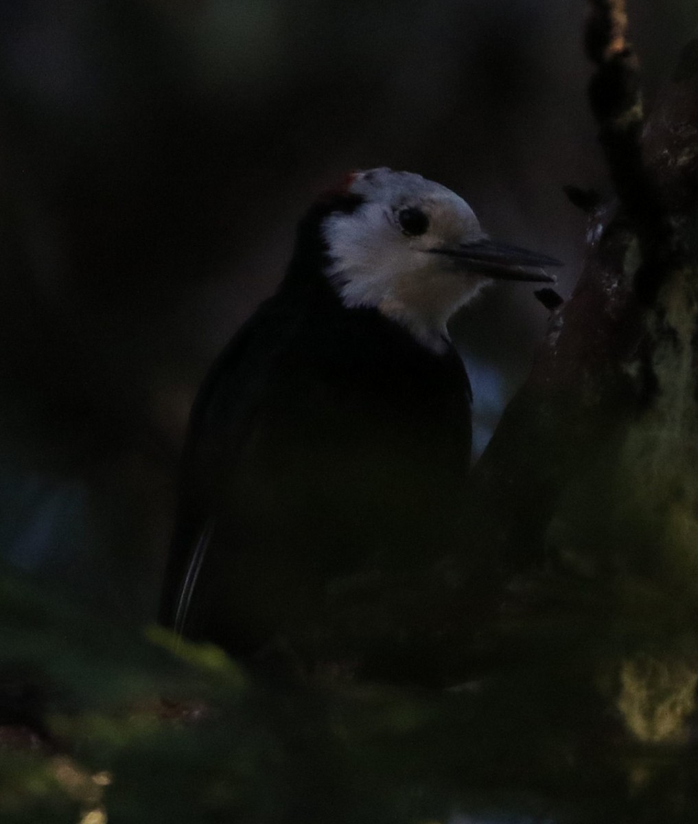 White-headed Woodpecker - ML487965211