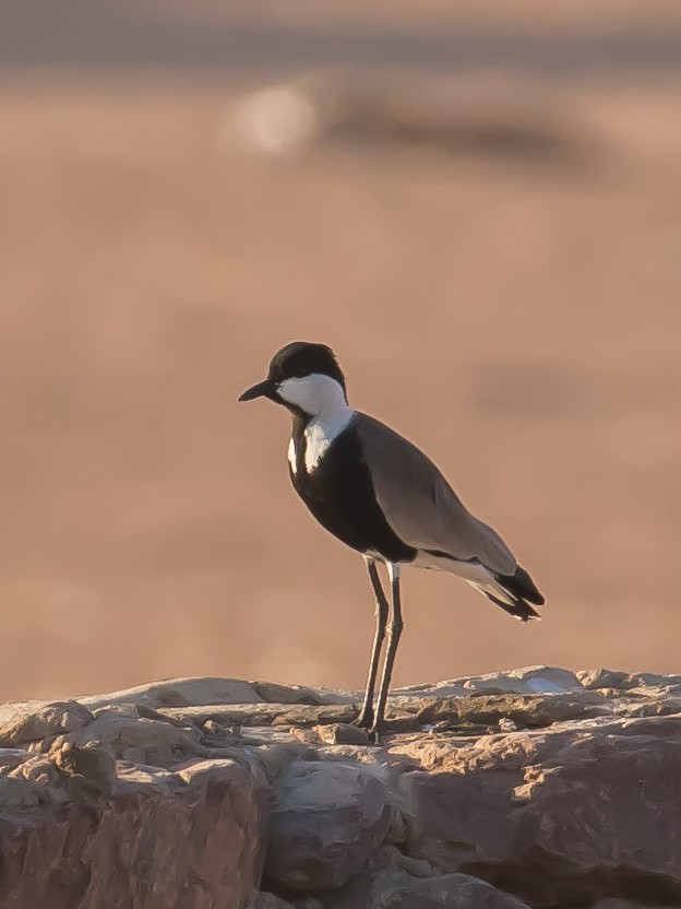 Spur-winged Lapwing - ML487969461