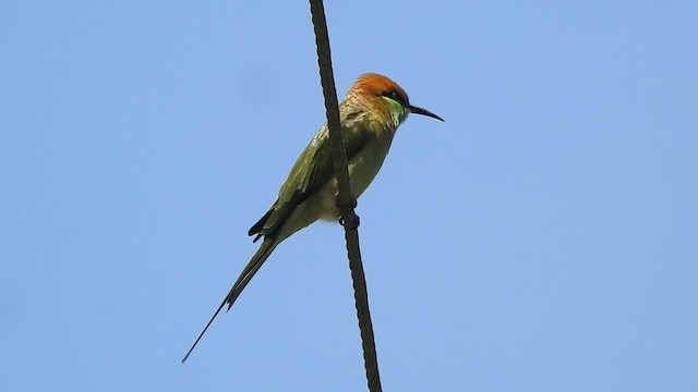 Asian Green Bee-eater - ML487975381