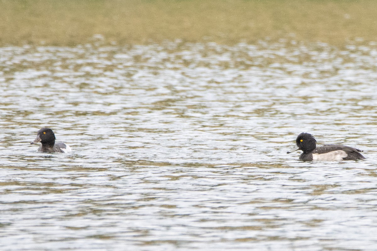 Tufted Duck - ML487978911