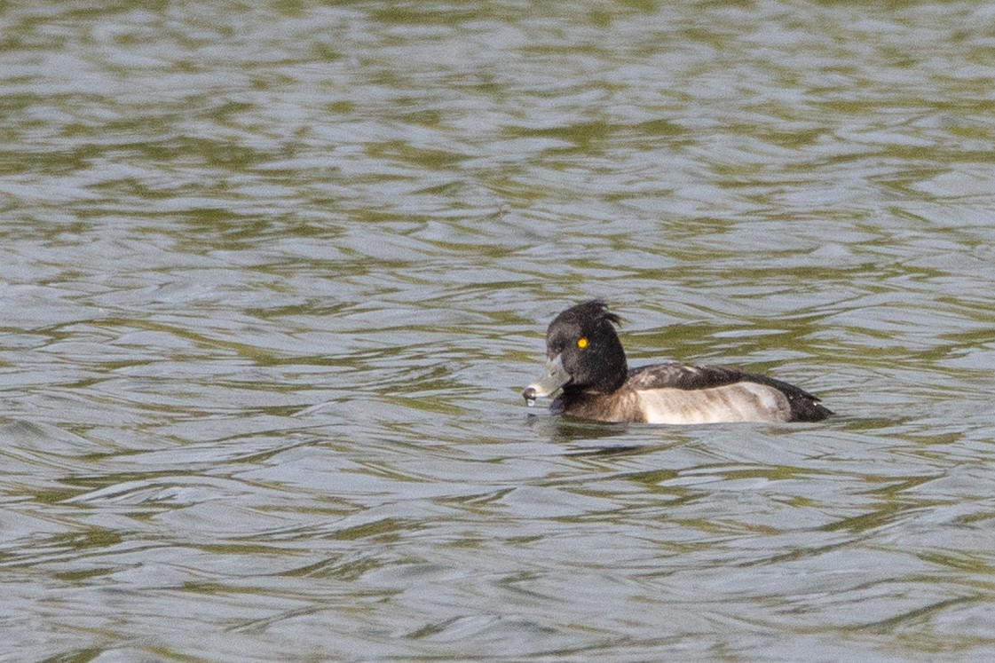 Tufted Duck - ML487978921
