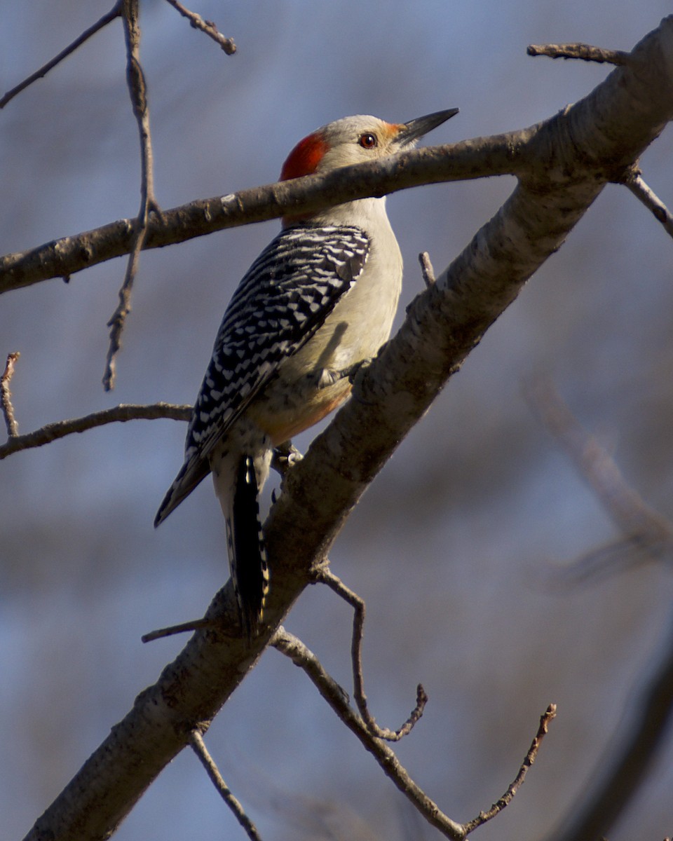 Red-bellied Woodpecker - Kevin Wilson