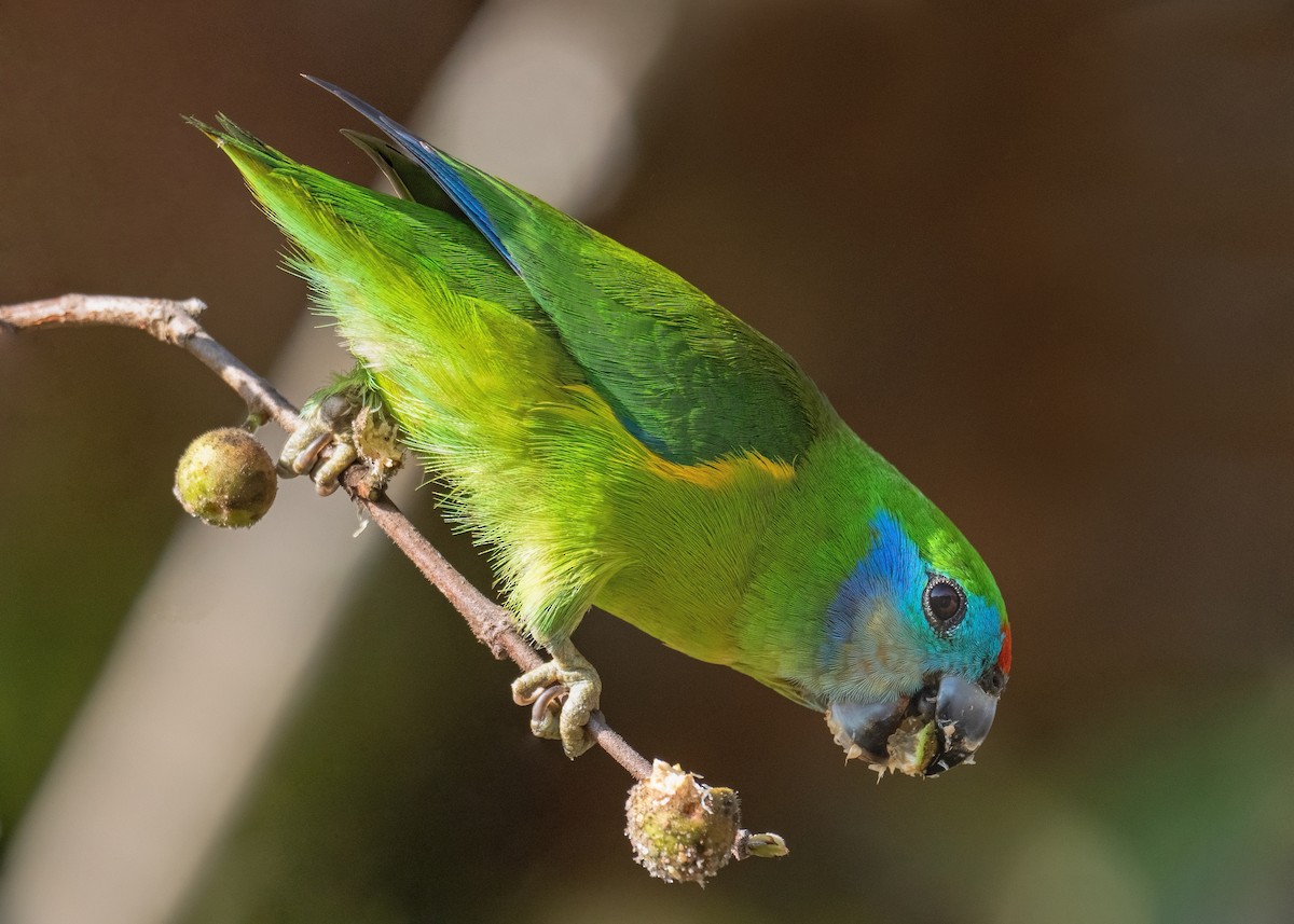 Double-eyed Fig-Parrot - ML487982501