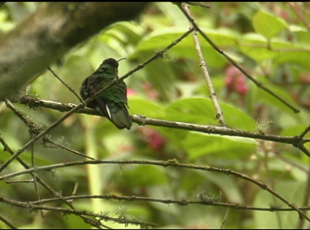 kolibřík aksamitový - ML487983