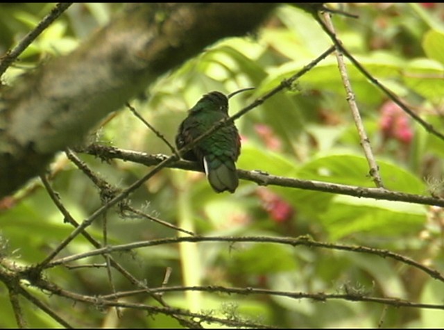 kolibřík aksamitový - ML487984