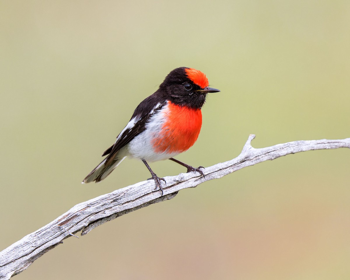 Red-capped Robin - Ricky Goodyear