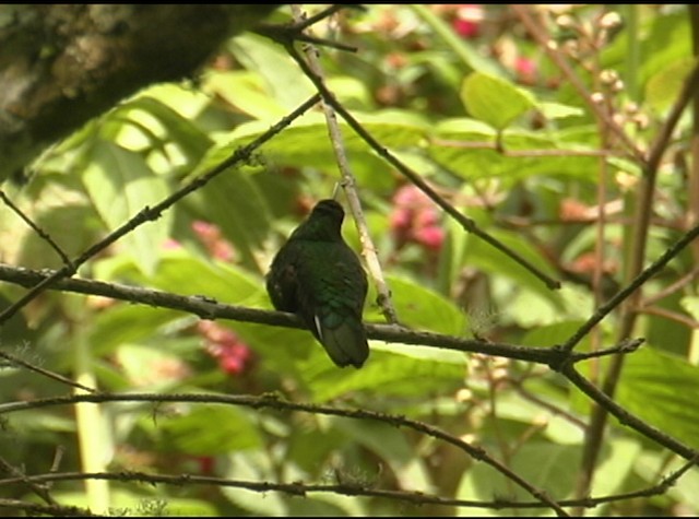 kolibřík aksamitový - ML487985