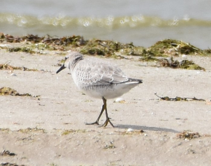 Red Knot - ML487990211