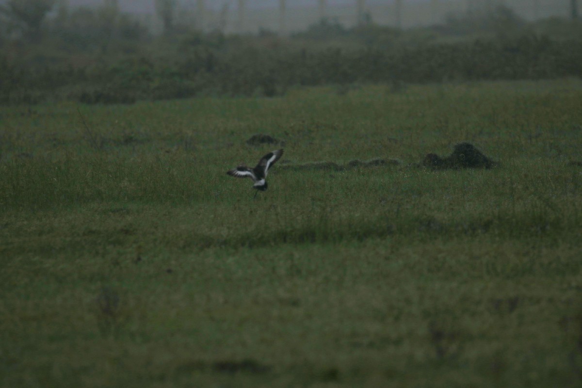 Black-tailed Godwit - BRIAN LOBO