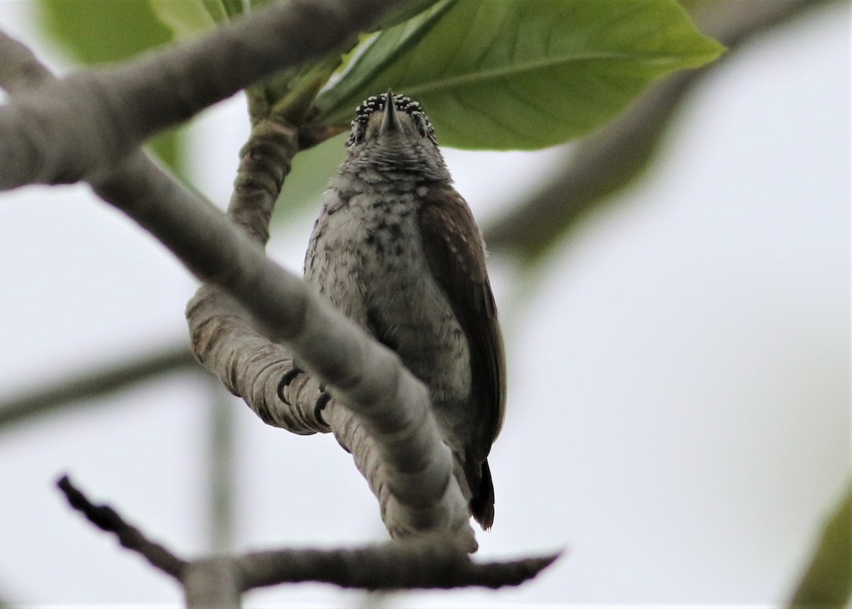 White-wedged Piculet - ML487996991