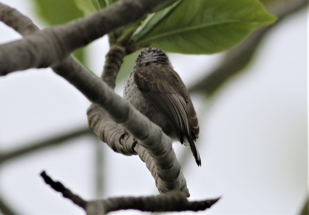 White-wedged Piculet - ML487997001