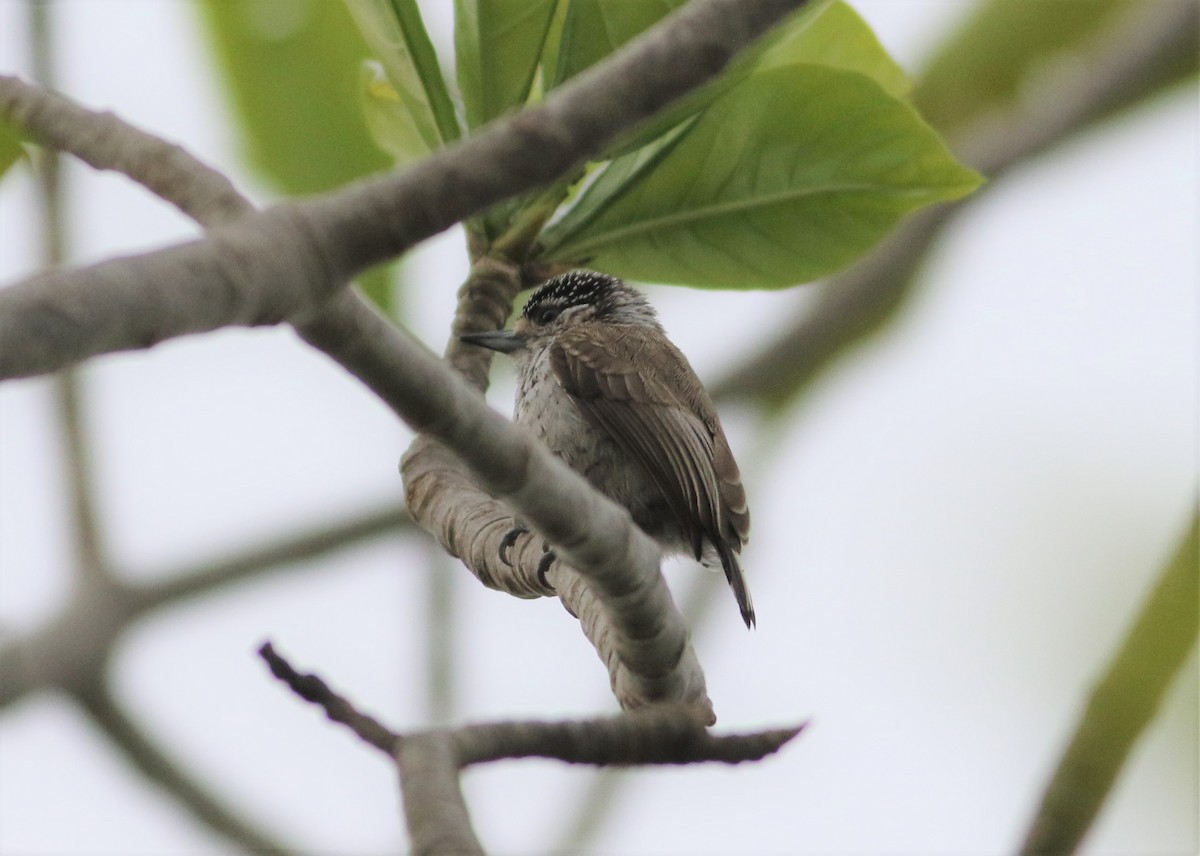White-wedged Piculet - ML487997011