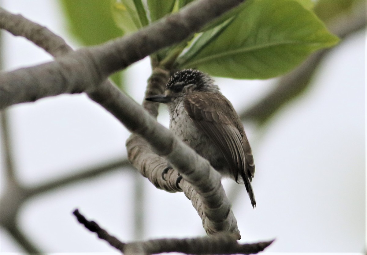 White-wedged Piculet - ML487997021