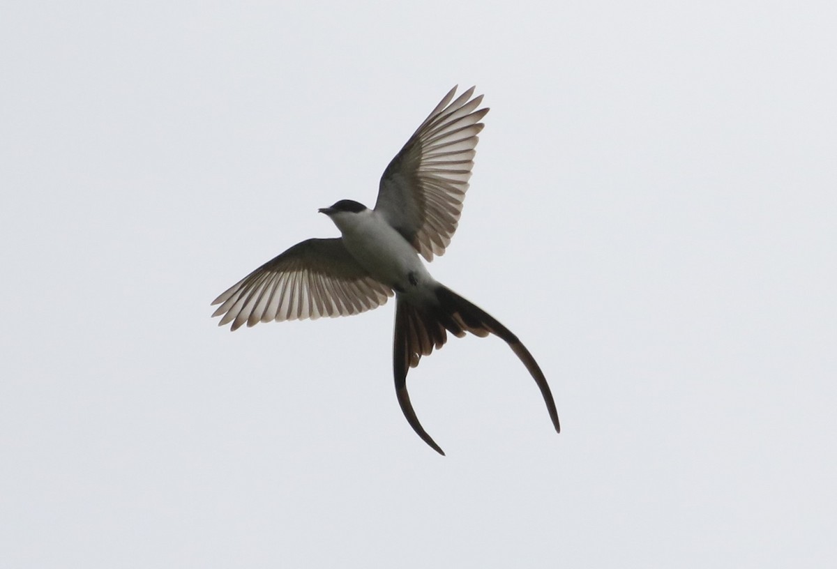 Fork-tailed Flycatcher - ML487997591