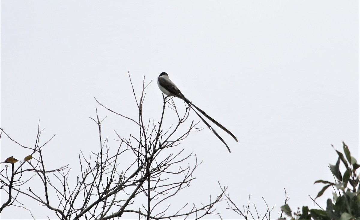 Fork-tailed Flycatcher - ML487997841