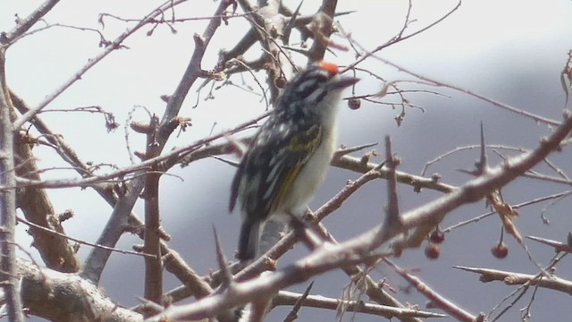 Red-fronted Tinkerbird - ML487999331