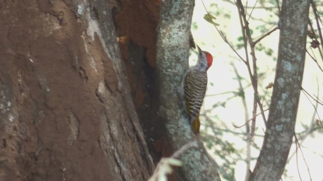 Cardinal Woodpecker - ML487999521