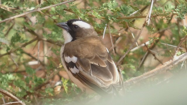 White-browed Sparrow-Weaver - ML488001351