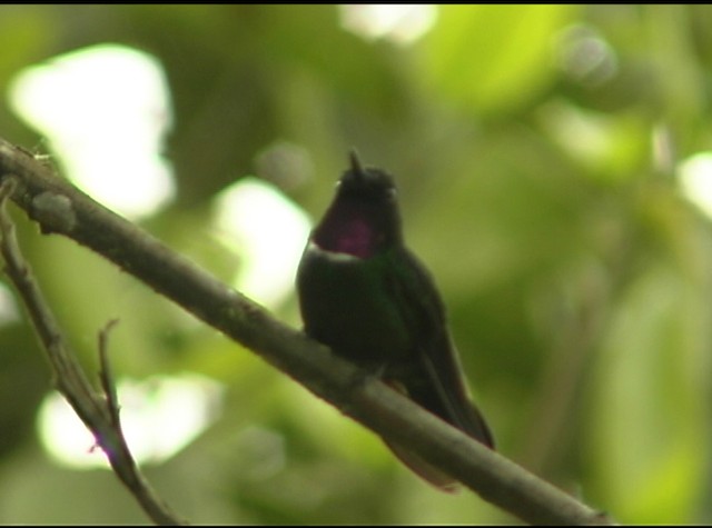 kolibřík bělolímcový - ML488002