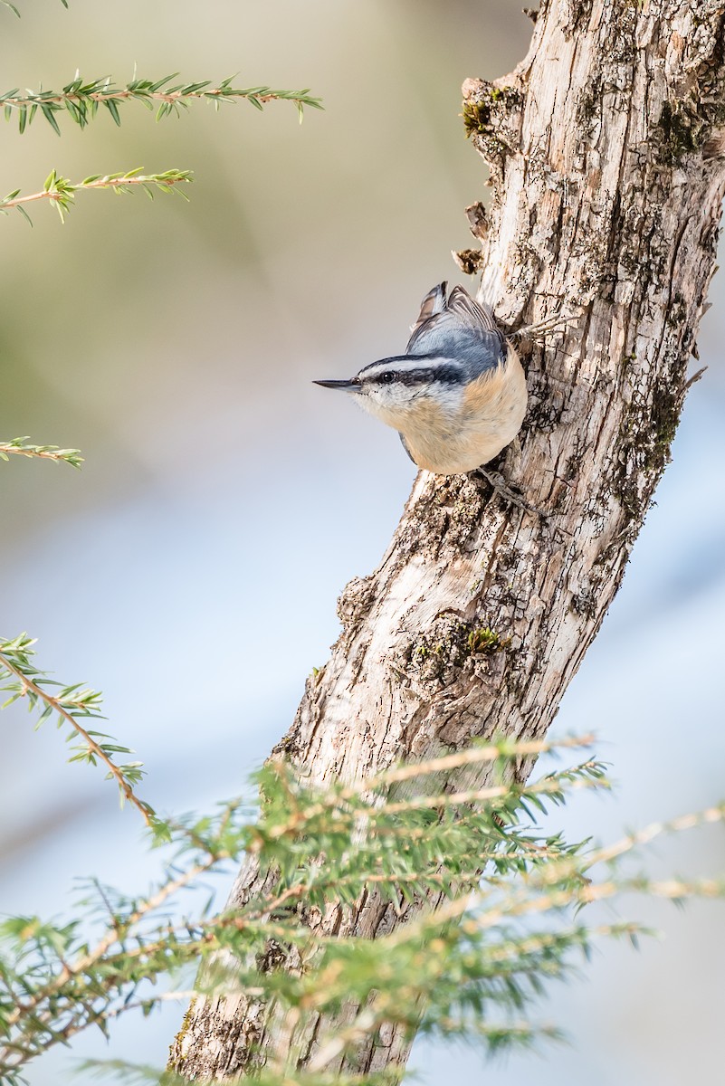 Red-breasted Nuthatch - ML48800351