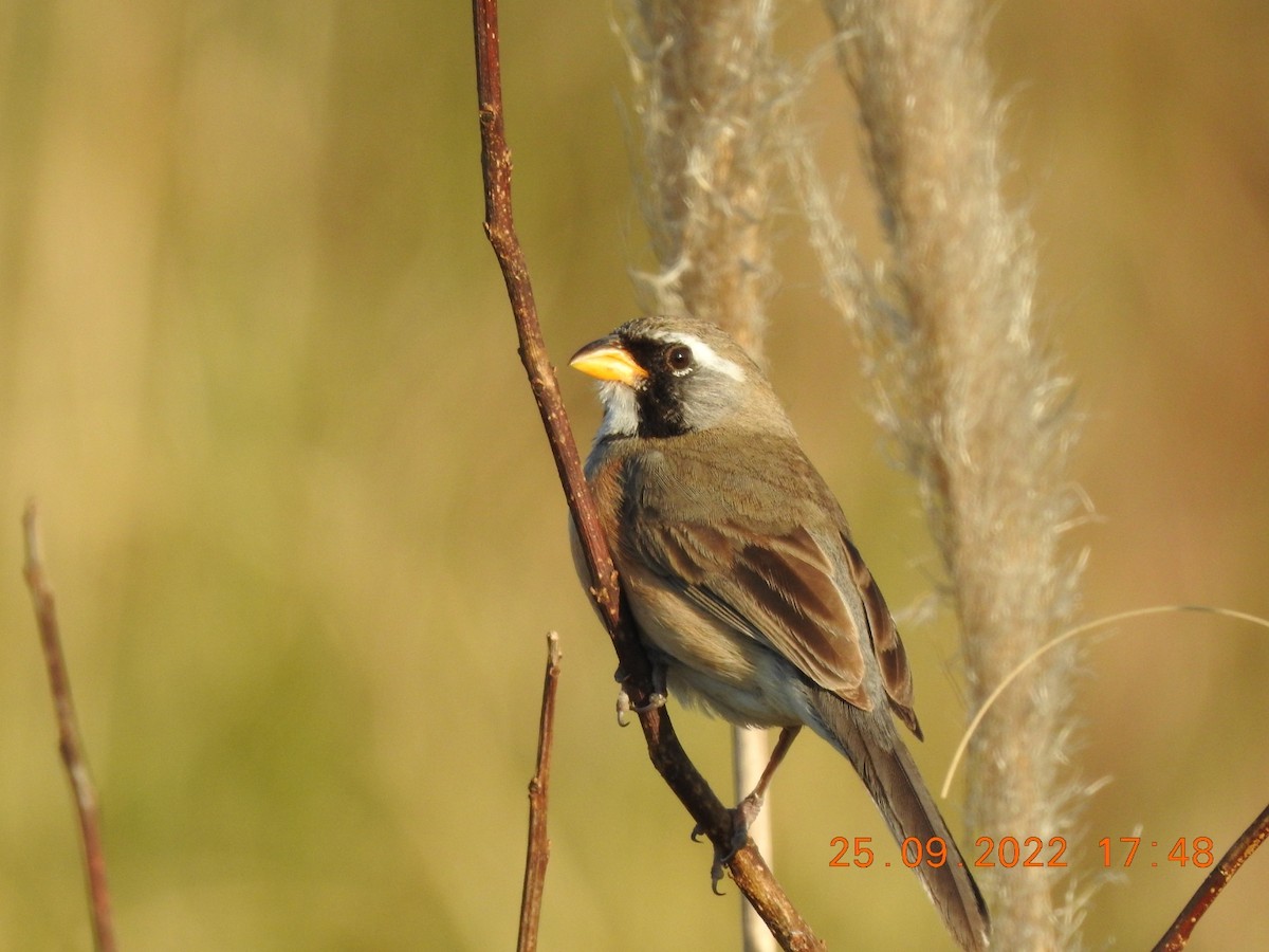 Many-colored Chaco Finch - ML488008341