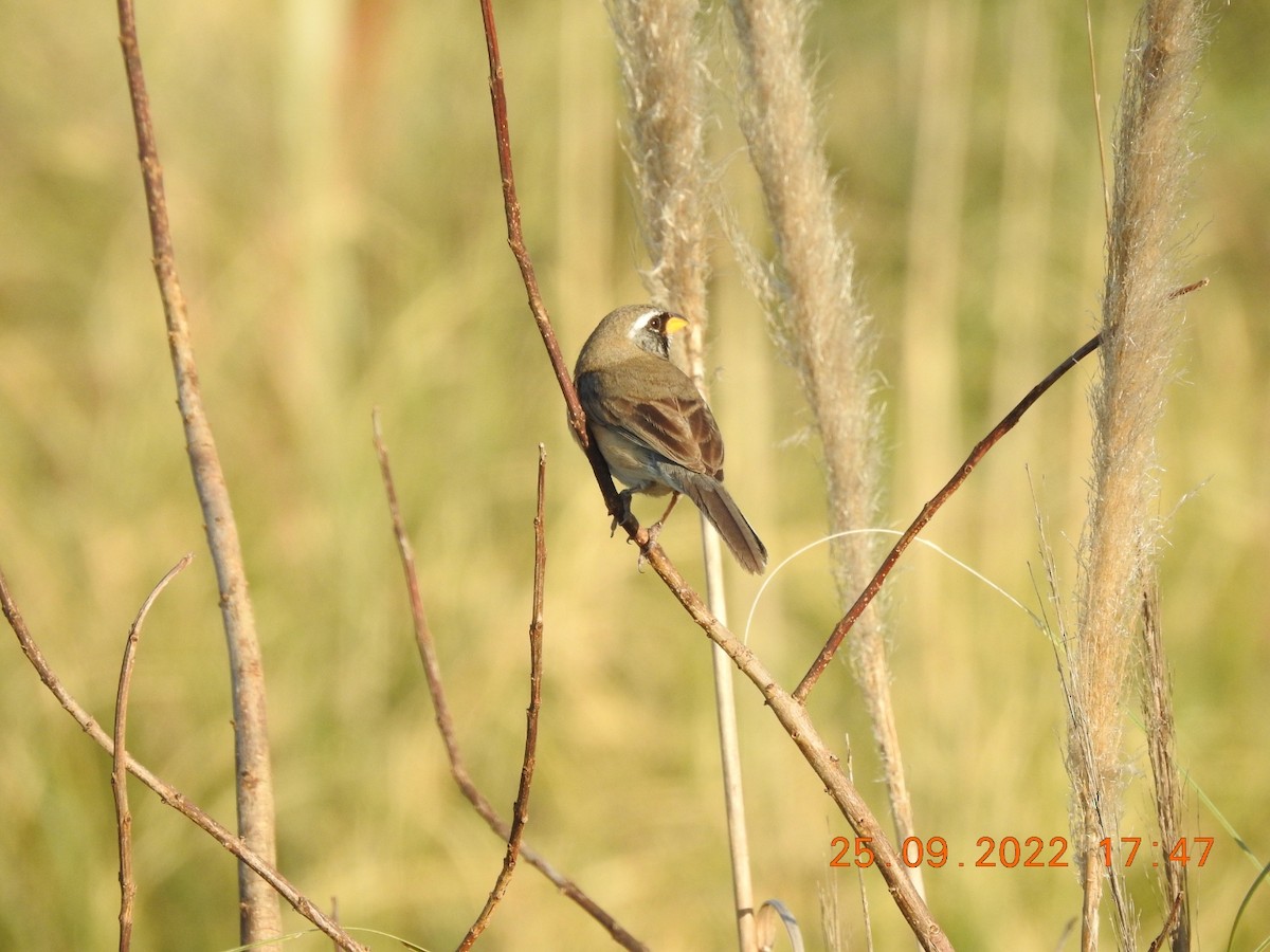 Many-colored Chaco Finch - ML488008401