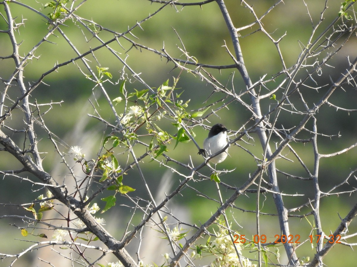 Black-capped Warbling Finch - ML488008561